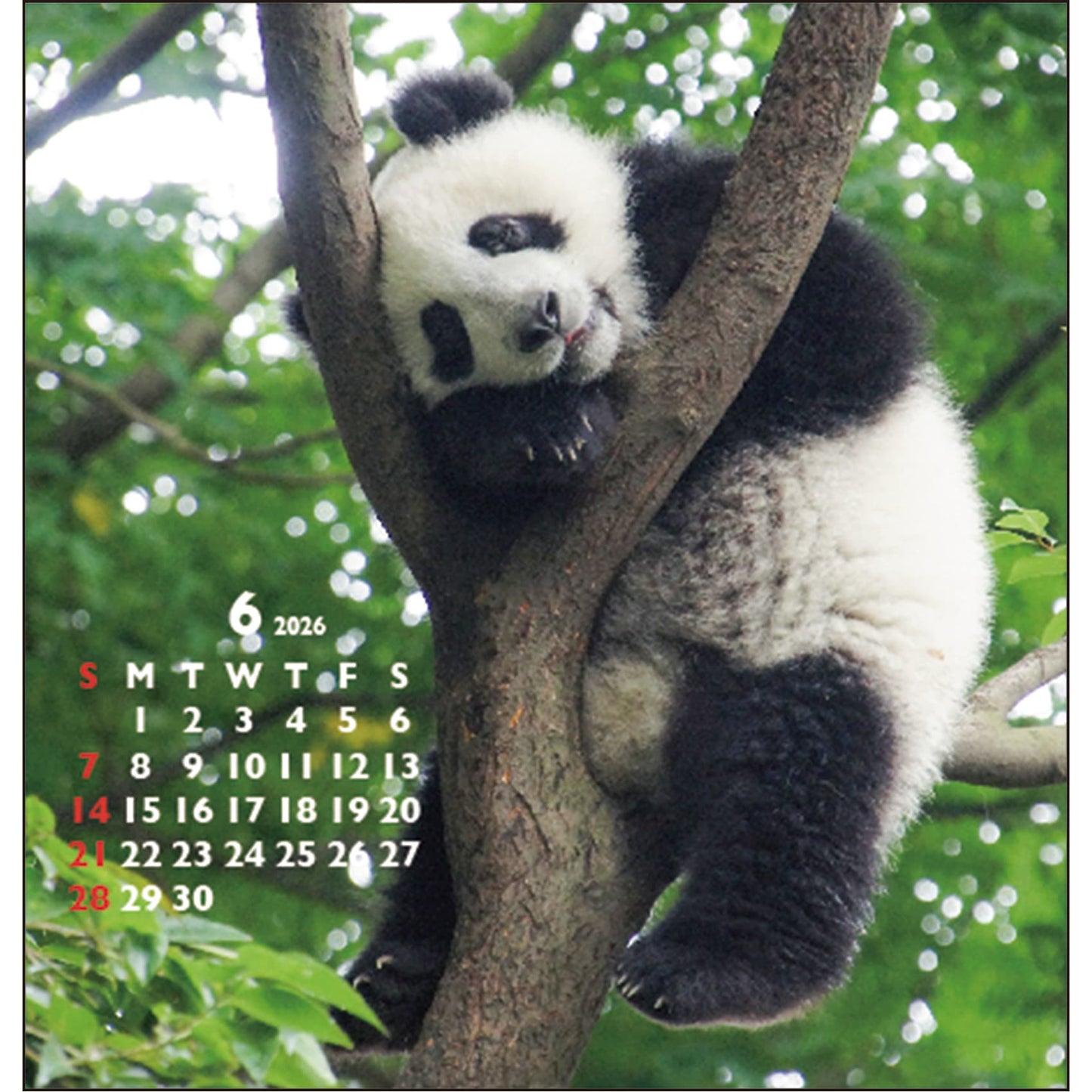 2026 Calendar, Panda Desk FD Calendar