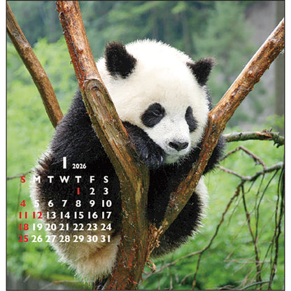 2026 Calendar, Panda Desk FD Calendar