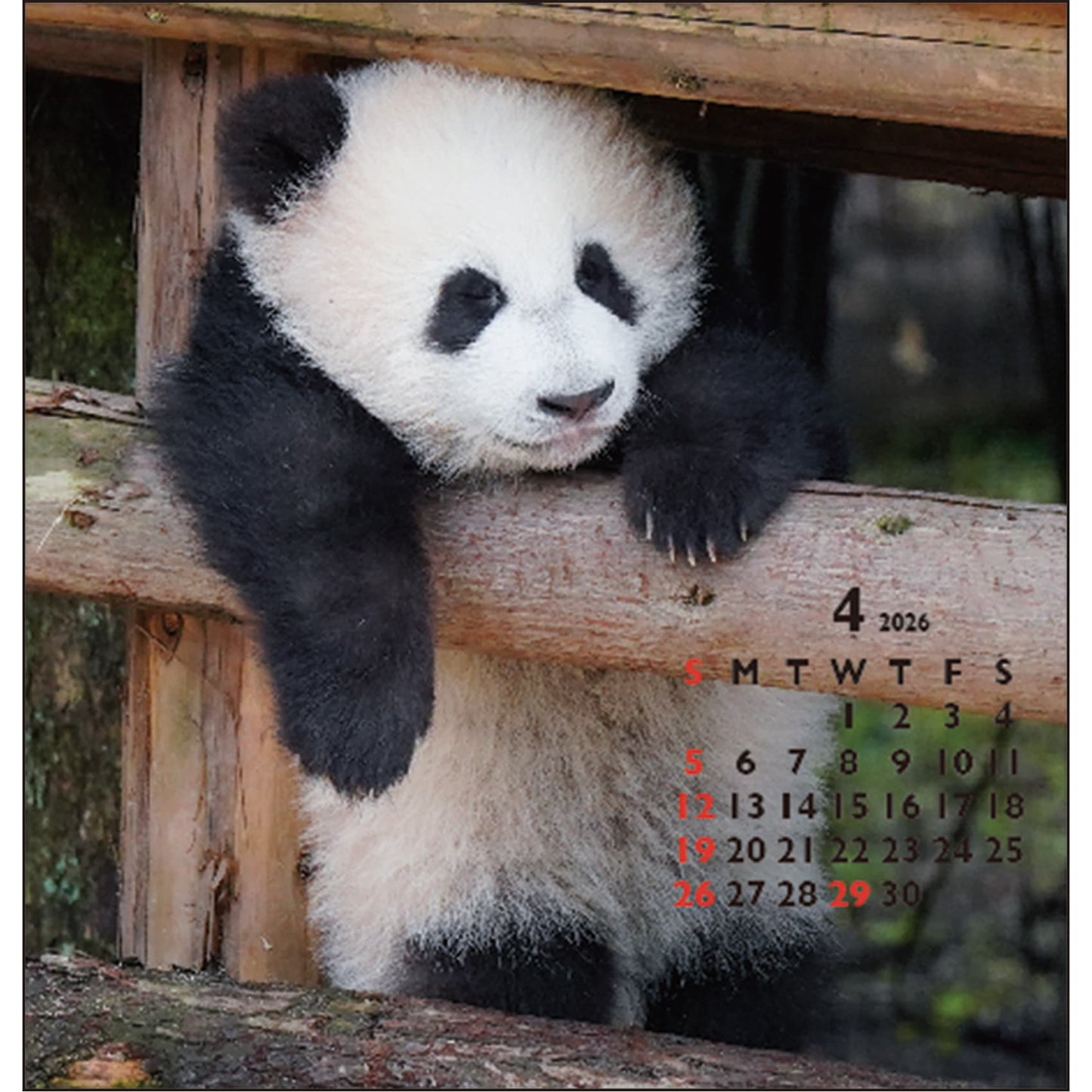 2026 Calendar, Panda Desk FD Calendar