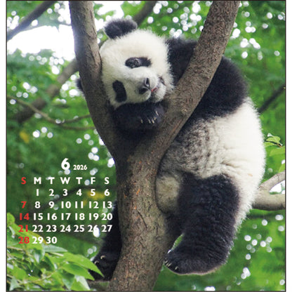2026 Calendar, Panda Desk FD Calendar