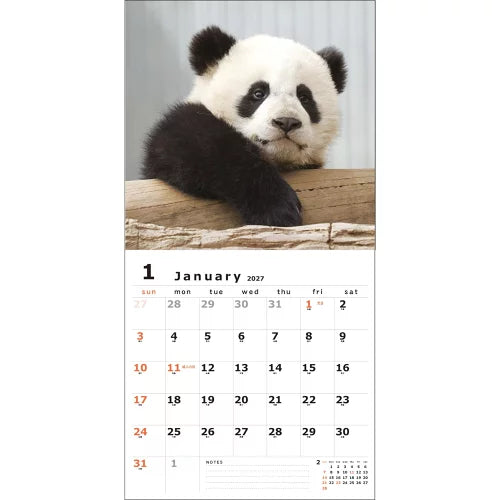 2027 Wall Calendar - Panda