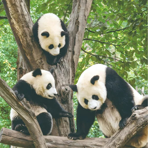 2027 Wall Calendar - Panda