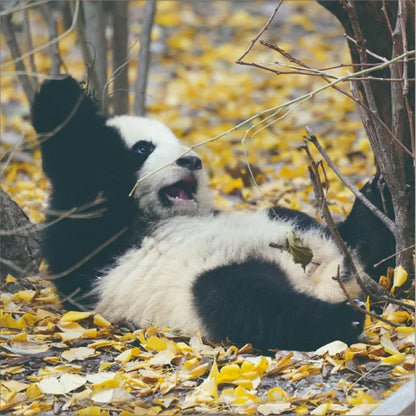 2027 Wall Calendar - Panda