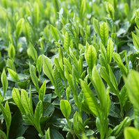 GREEN TEA IYEMON RYOKUE from GREEN EARTH