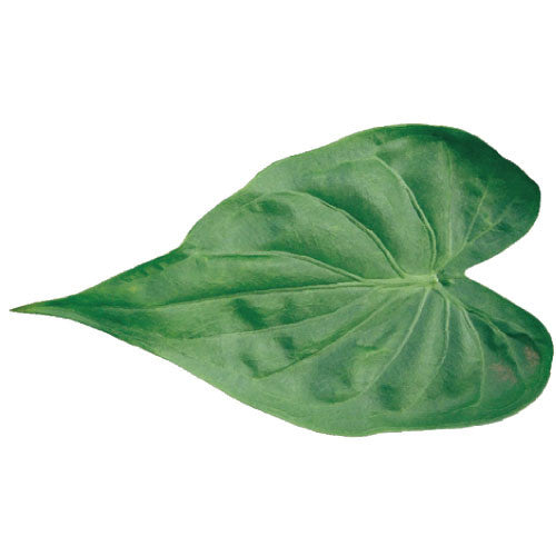 Greeting Life Green Greeting Card Philodendron MM-61