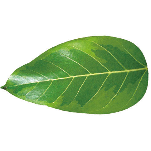 Greeting Life Green Greeting Card Ficus altissima MM-63