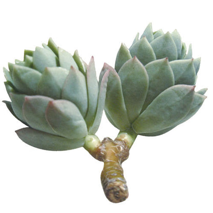 Greeting Life Green Greeting Card Echeveria MM-64