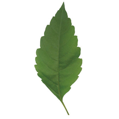 Greeting Life Leaf Name Card NC-41