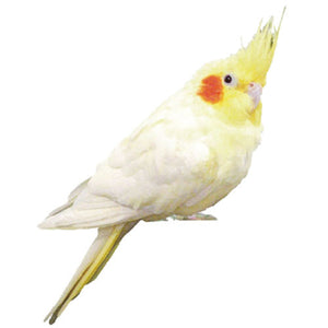 Greeting Life Bird Name Card NC-44