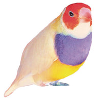 Greeting Life Bird Name Card NC-45