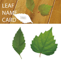 Greeting Life Leaf Name Card NC-42